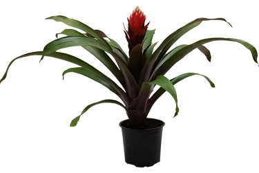 Bromeliad Guzmania Hope.jpg